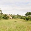 Giraffen Kruger National Park